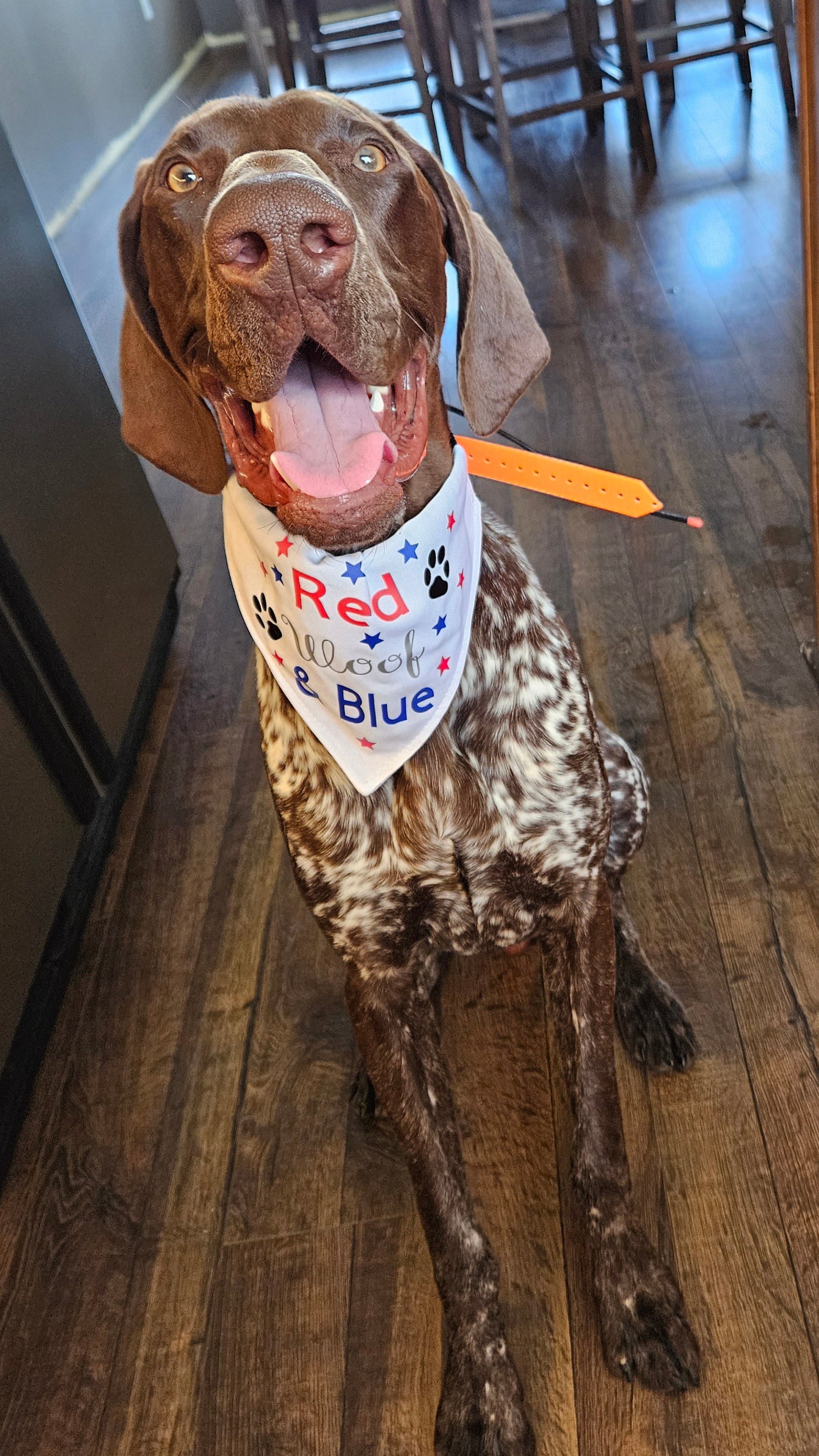 4th of July Dog Bandana